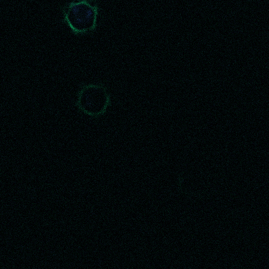 Synthetic fluorescent cells, combined blue DNA and green actin labels, at model depth 3 micrometres.