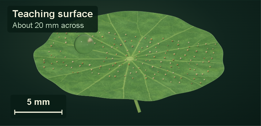 A teaching surface about 20 mm across, with a calibrated 5 mm scale bar. This is a small model, not a whole botanical leaf.